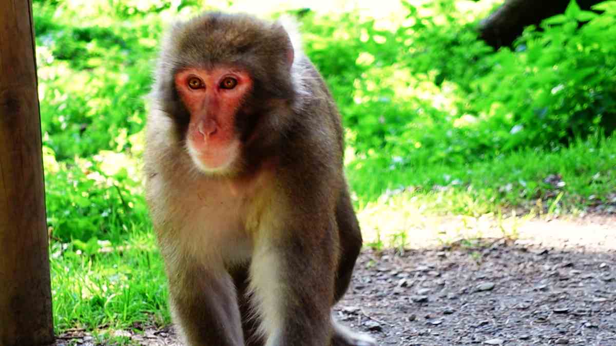 Affenberg Landskron - Führung durch das Reich der Japanmakaken | Top Ausflugsziele in Kärnten