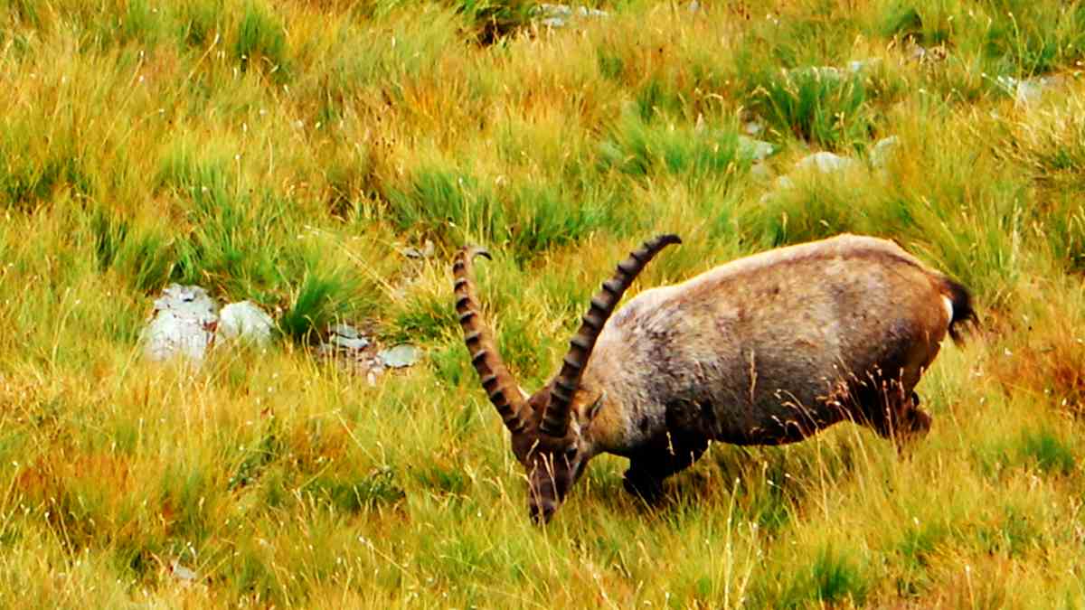 Steinbock am Großglockner