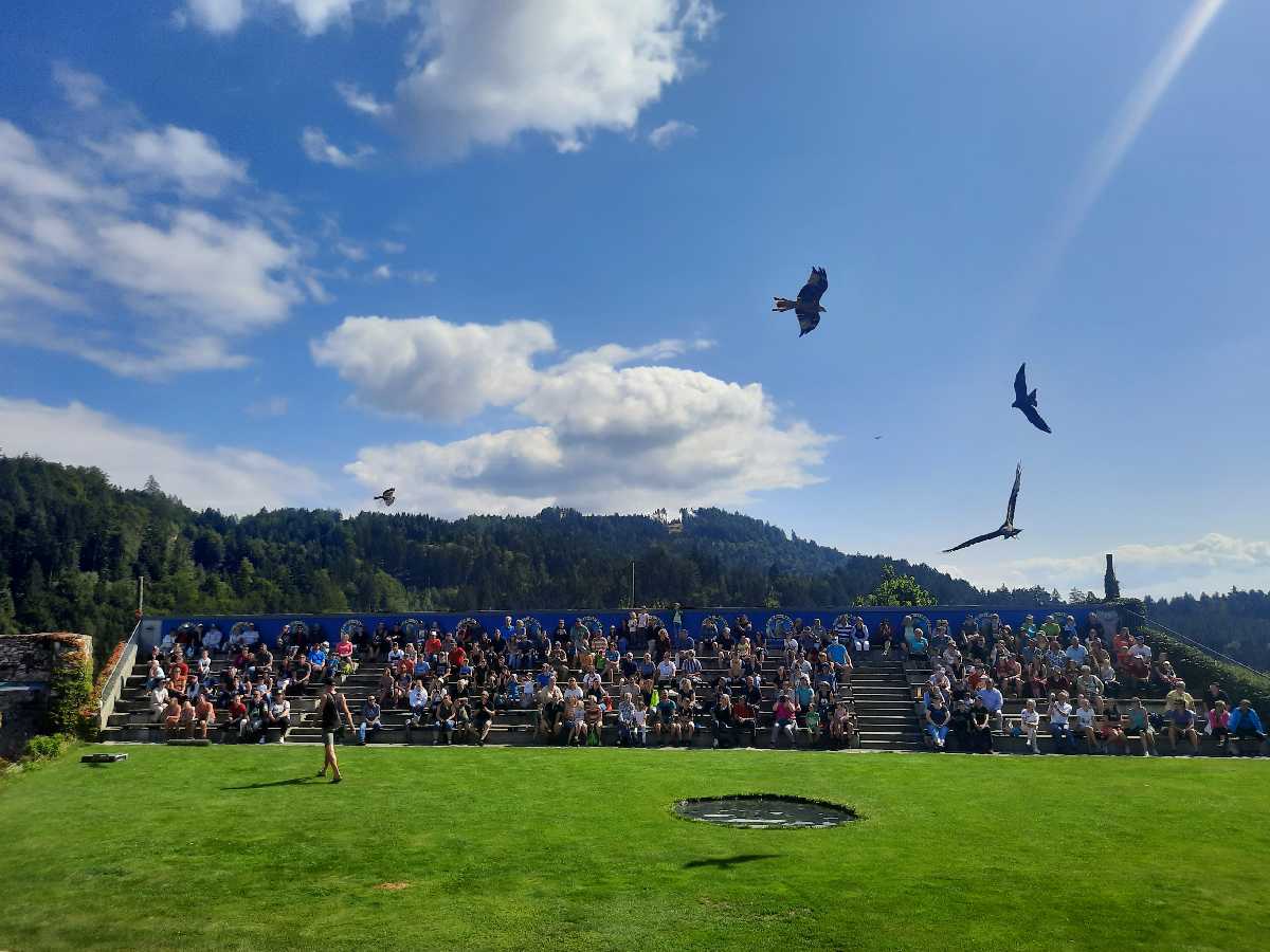 Burg Landskron - Adlerarena mit spektakulärer Flugschau - Ausflugsziele für Familien in Kärnten