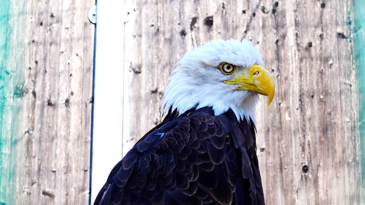 Weisskopfseeadler